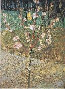 Vincent Van Gogh Flowering almond tree painting